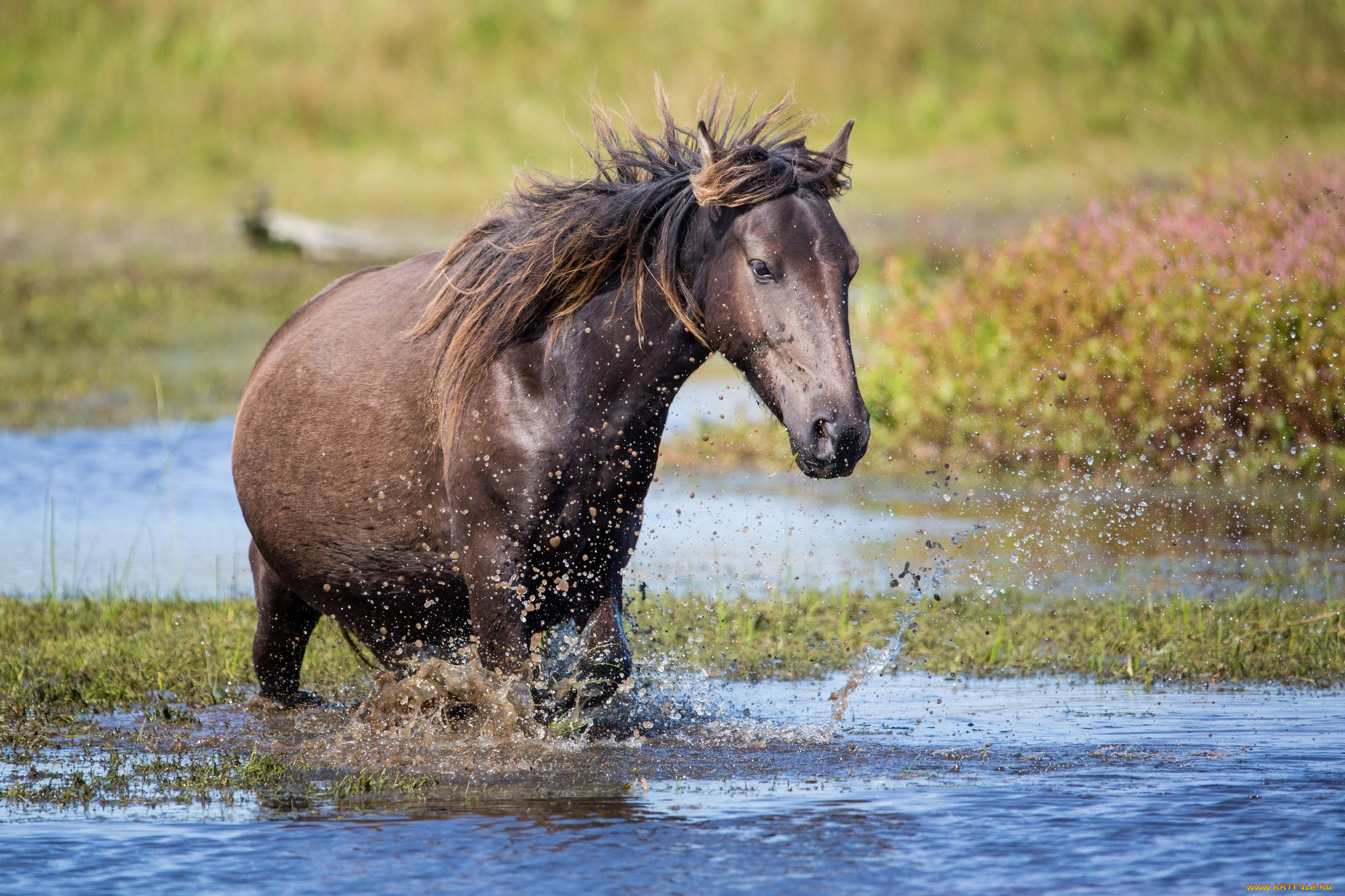 Водяная лошадь это. Келпи лошадь. Водный конь. Лошади в воде. Рыба конь.